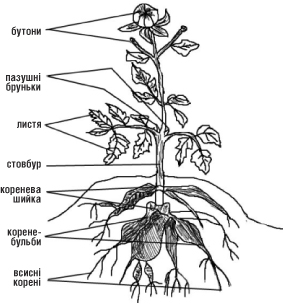  Ботанічний опис жоржини
