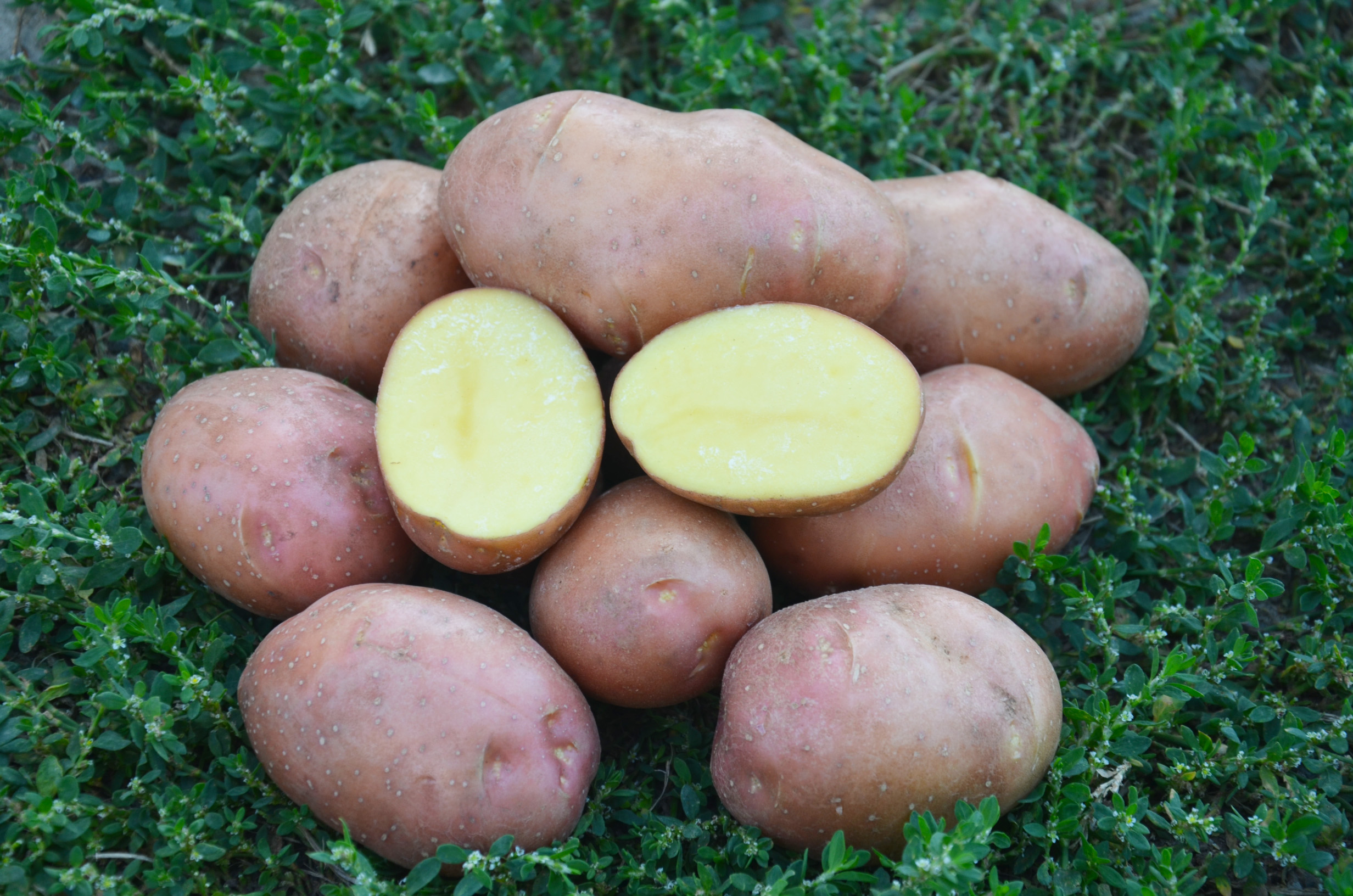 Санибель сорт картошки