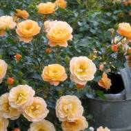 Грунтопокривні