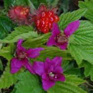 Малина декор