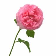 Англійські