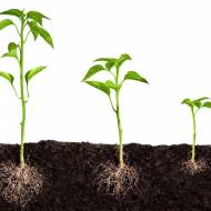 Біостимулятор