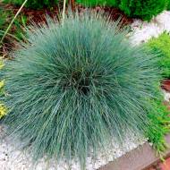 Вівсянниця