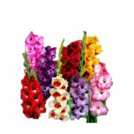 Гладіолуси