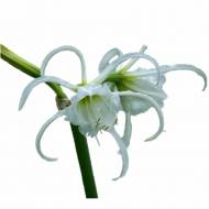 Гіменокаліс