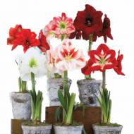 Гіпеаструм (амарилісові)