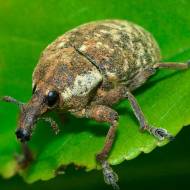 Від довгоносика