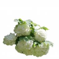 Калина декор.