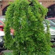 Карагана дер.