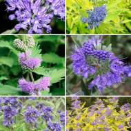 Каріоптеріс