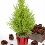 Кипарисовик