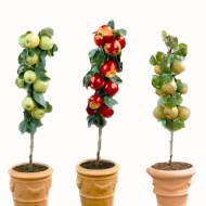 Колоновидні