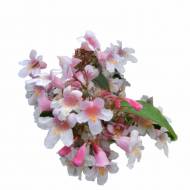 Кольквіція