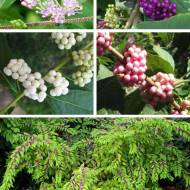 Красивоплідник