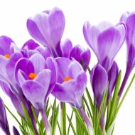 Крокуси