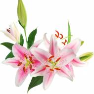 Лилии