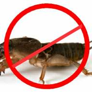 Від медведки