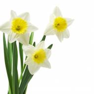 Нарциссы