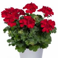 Пеларгонія