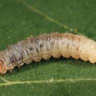 Від плодожерки