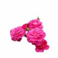 Поліантові