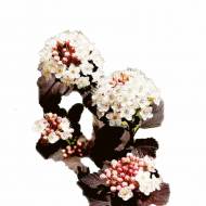 Пузыреплодник