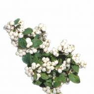 Сніжноягідник