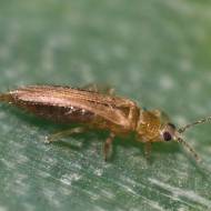 Від попелиці, трипси