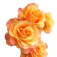 Флорибунда