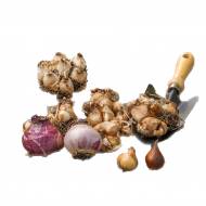 Цибулини квітів 1