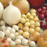 Цибуля саджанка