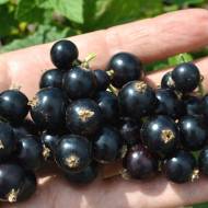 Саджанець Смородина Бона