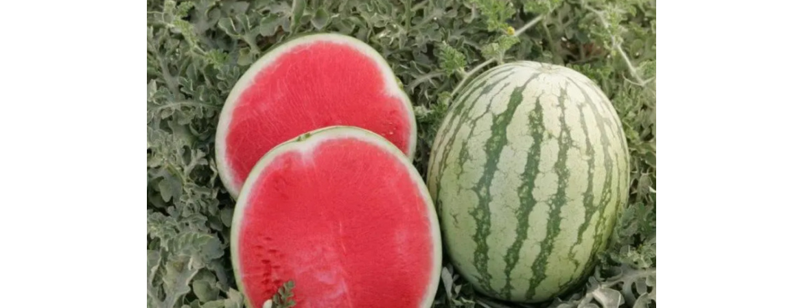 арбуз в огороде. бахчевые сельское хозяйство. бахча растения. урожайность арбуза. арбуз на гектар.