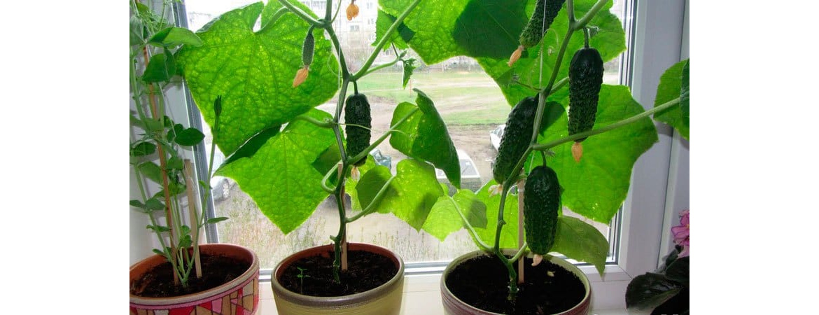 Выращиваем огурцы зимой в комнатных условиях — Soncesad Выращиваем огурцызимой в комнатных условиях — Soncesad