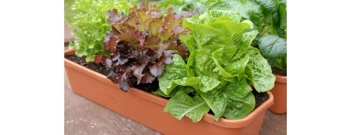 Выращиваем салат на подоконнике — Soncesad Выращиваем салат на подоконнике— Soncesad