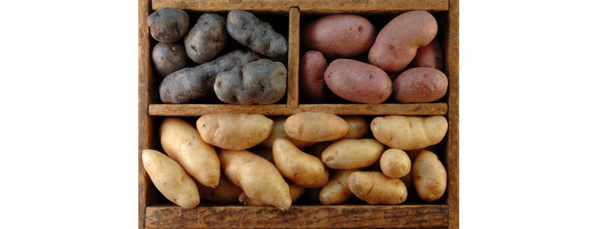 Выбираем картофель для хранения на зиму — SonceSad Выбираем картофель дляхранения на зиму — SonceSad