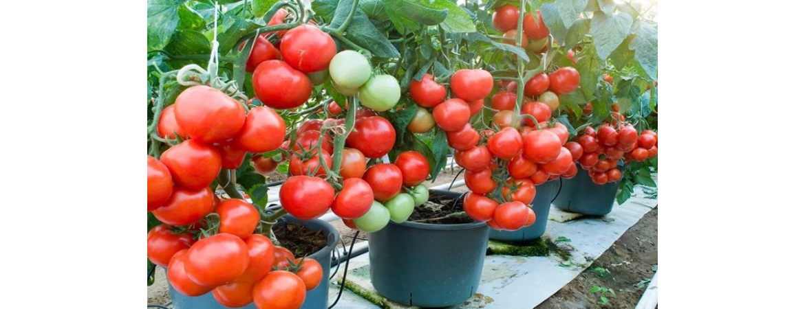 сорта комнатных томатов для выращивания зимой в домашних условиях