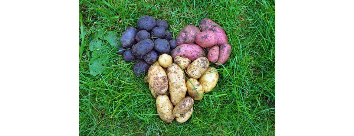 Когда и как сажать картошку: правила хорошего урожая