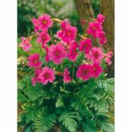 Інкарвілея