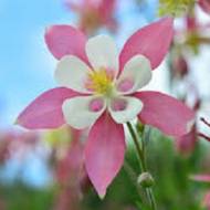 Аквілегія (Орлики)