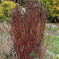 Андропогон