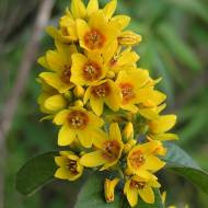 Вербозілля