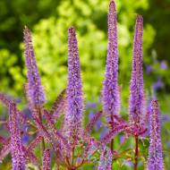 Веронікаструм