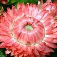 Геліхрізум