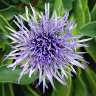 Глобулярия