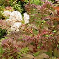 Горобинник