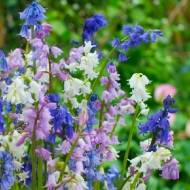 Гіацинтоїдес