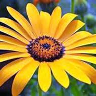 Диморфотека