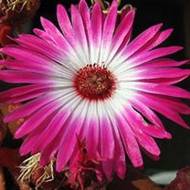 Доротеантус