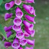 Дігіталіс (Наперстянка)